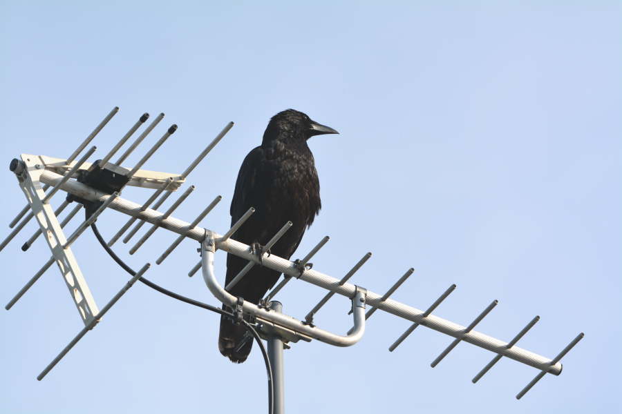 屋根に止まるハシボソのお母さん