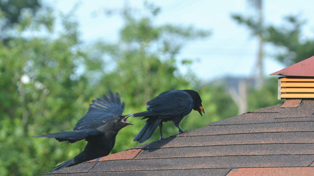 カラスの親子