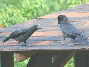 カラスの父子