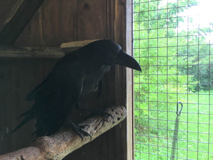 カラスを撫でる