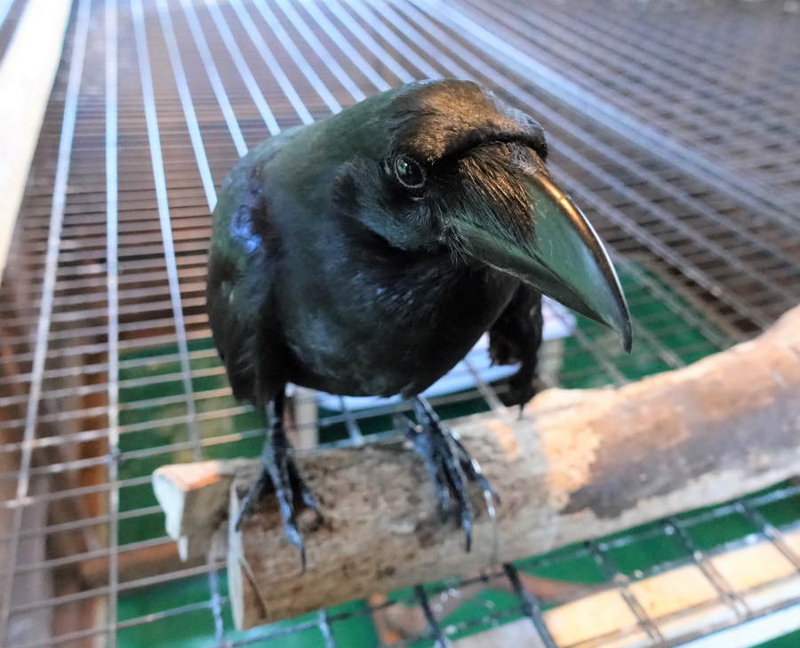 カラスを撫でる