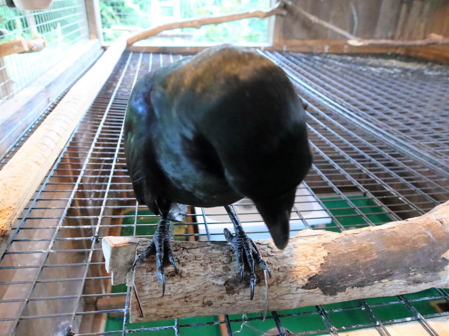 カラスを撫でる