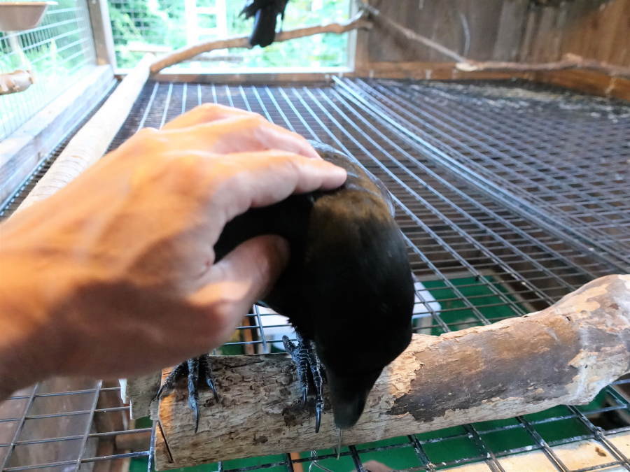 カラスを撫でる