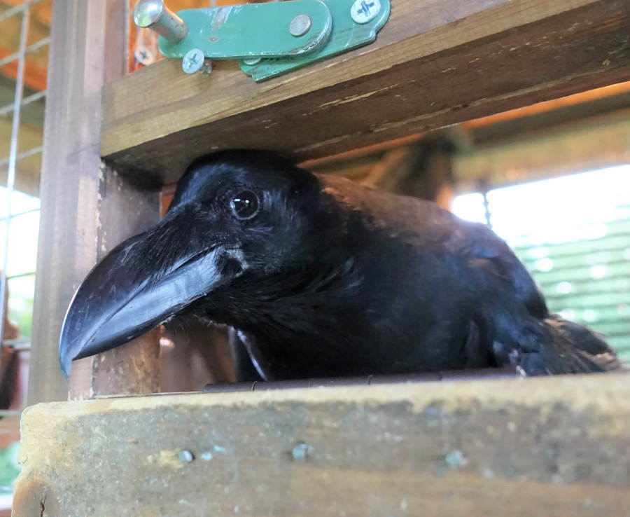 カラスを撫でる