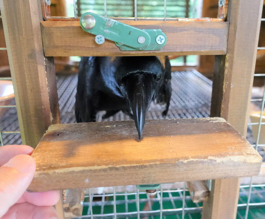 カラスを撫でる