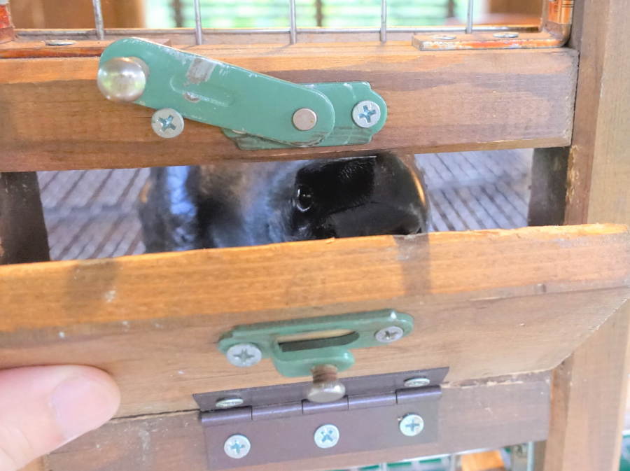 カラスを撫でる