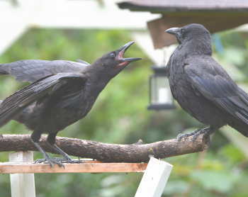 カラスの父子