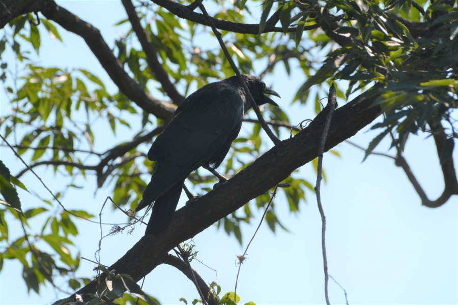 炎天下のカラス