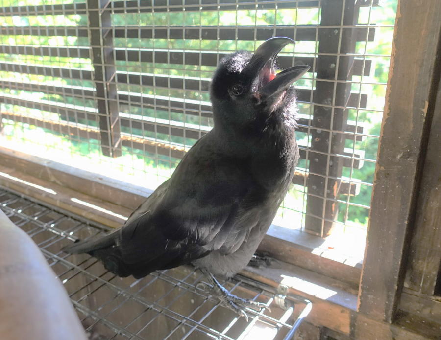 炎天下のカラス