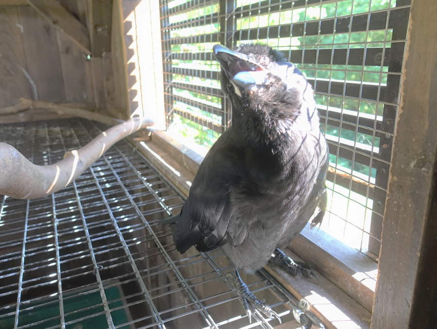 炎天下のカラス