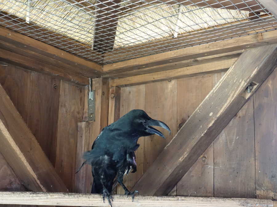 炎天下のカラス