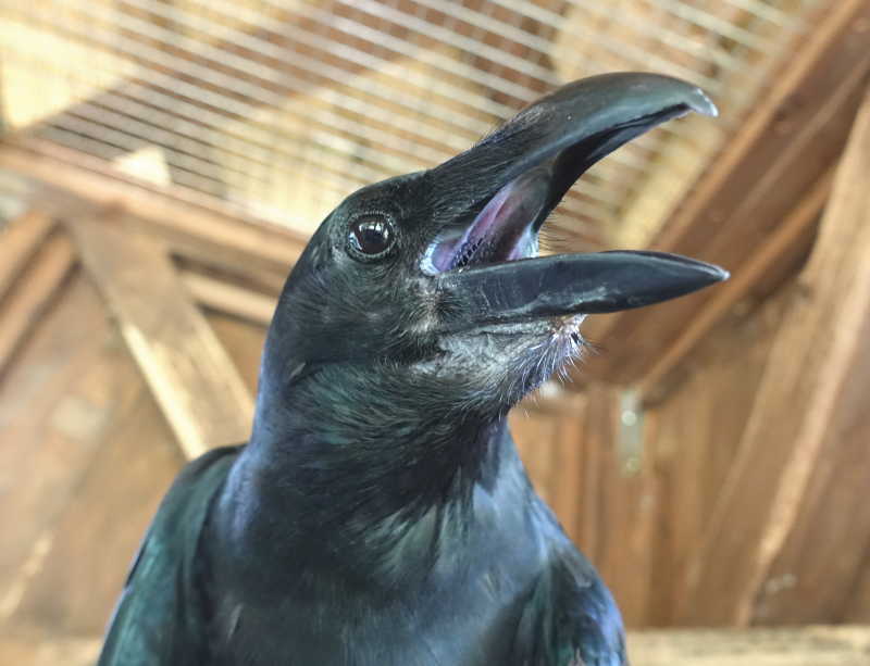 炎天下のカラス