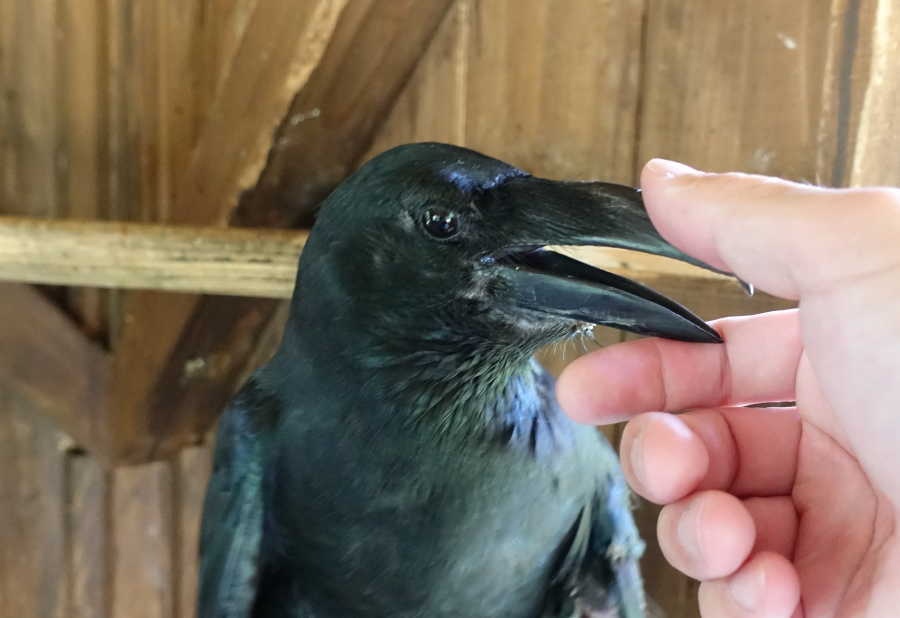 炎天下のカラス