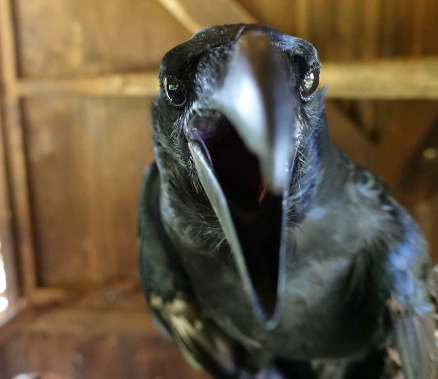 炎天下のカラス