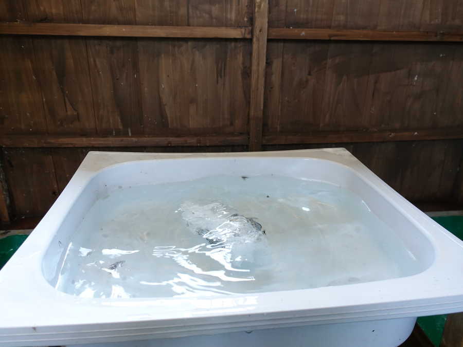 炎天下のカラス