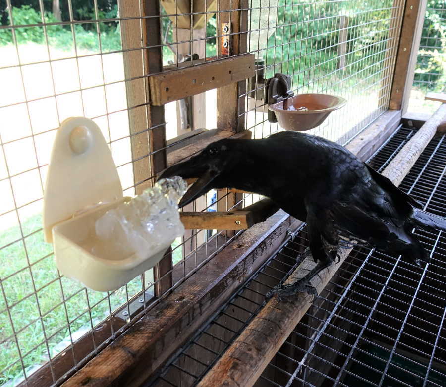 炎天下のカラス