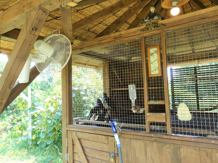 炎天下のカラス