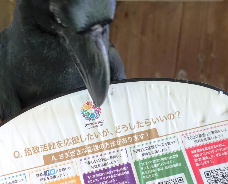 炎天下のカラス