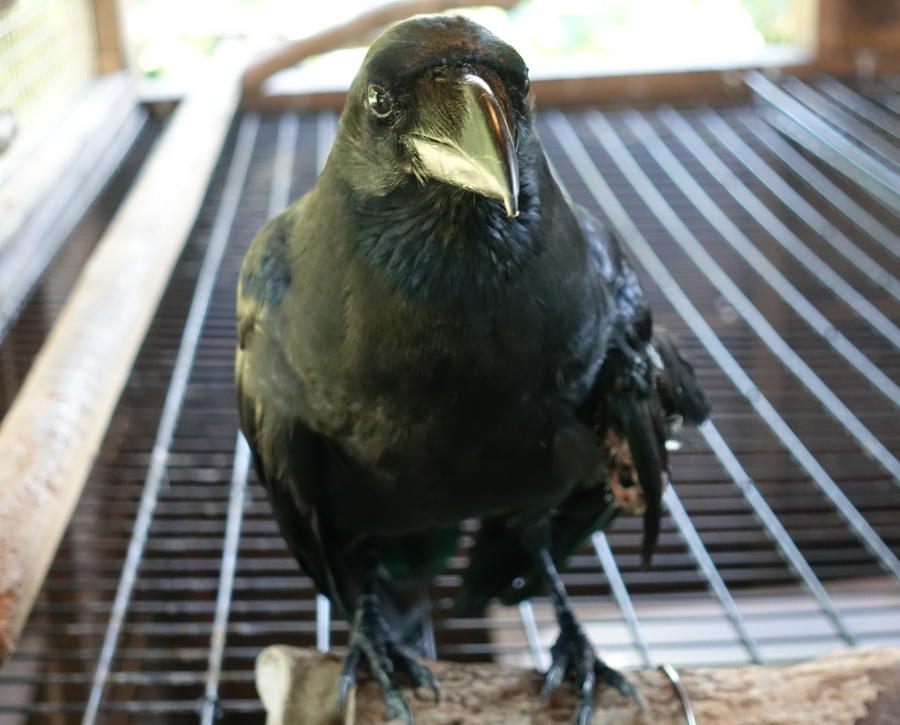 炎天下のカラス