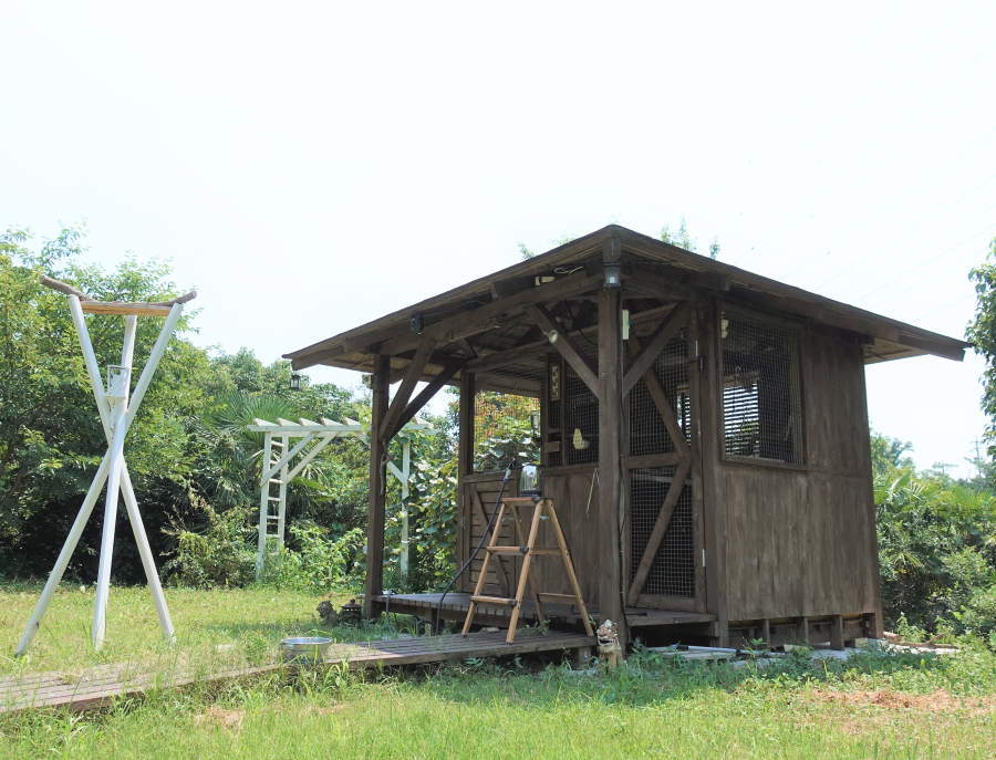 炎天下のカラス