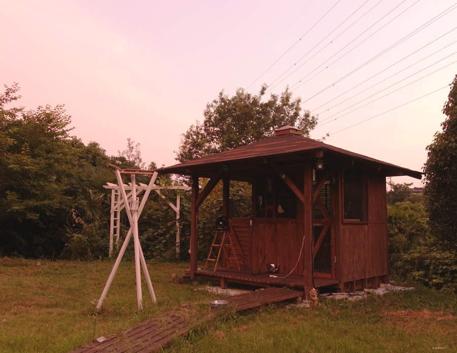 炎天下のカラス