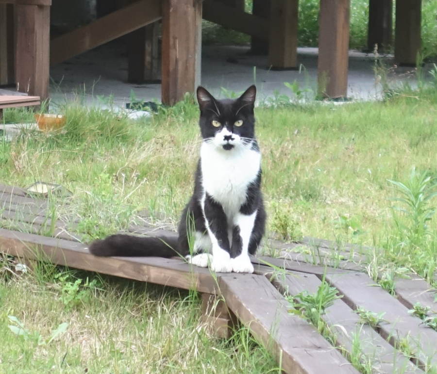 忍び寄るスネ夫