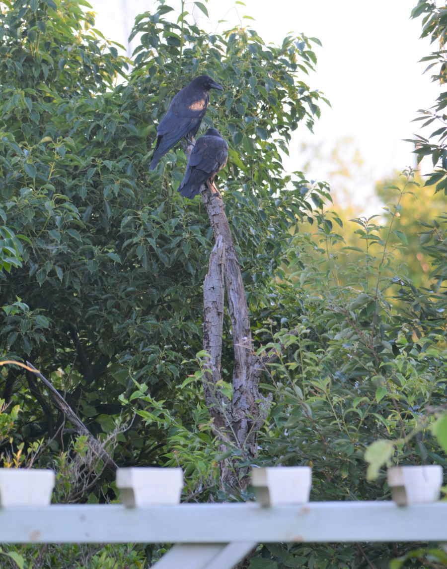 ハシボソの夫婦