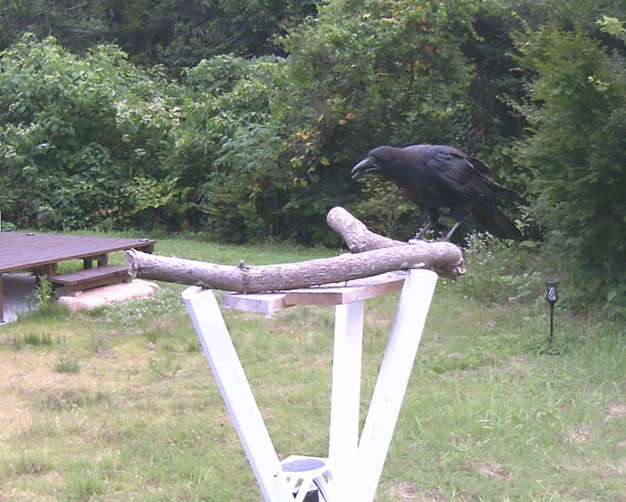 エサ台に来た子ガラス