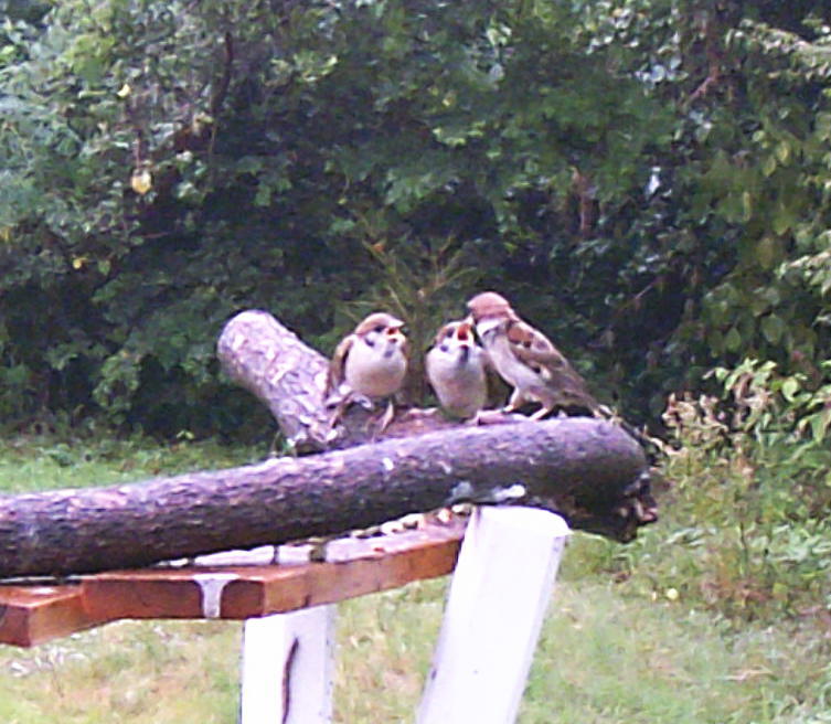 エサ台に来た雀