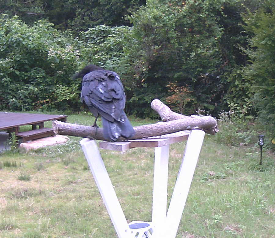 エサ台に来た子ガラス