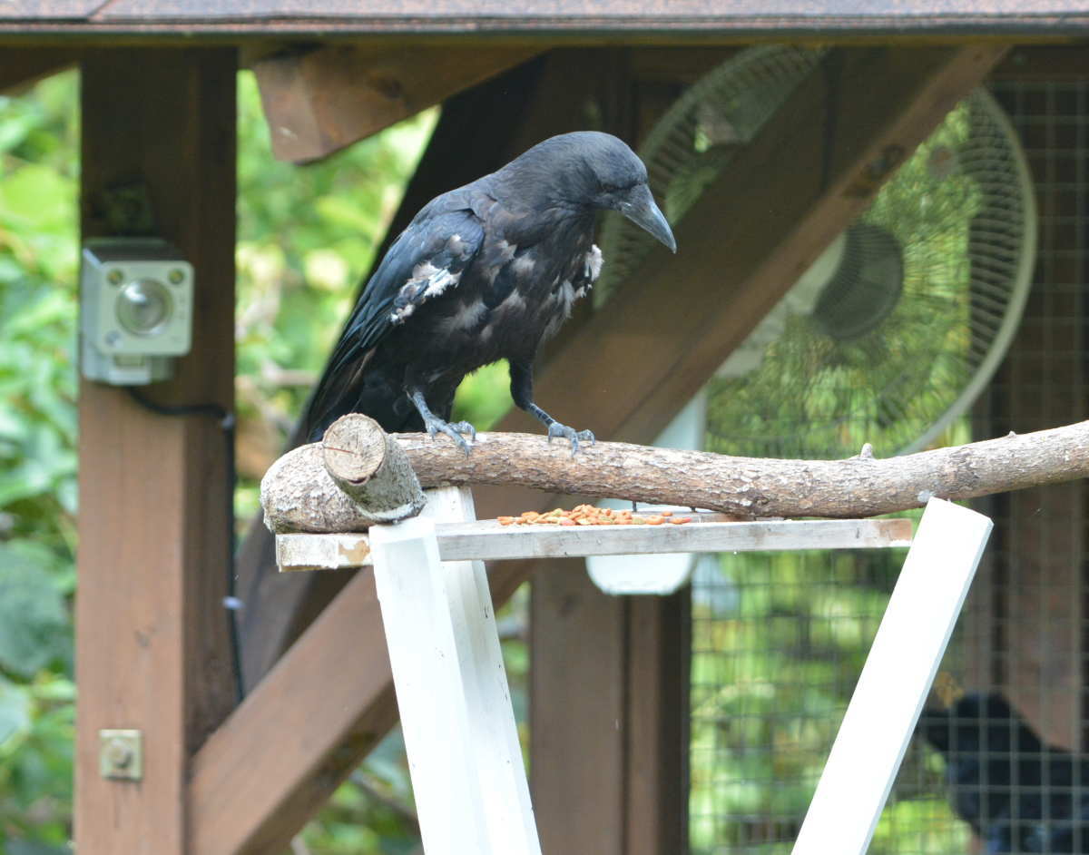 エサ台のカラス