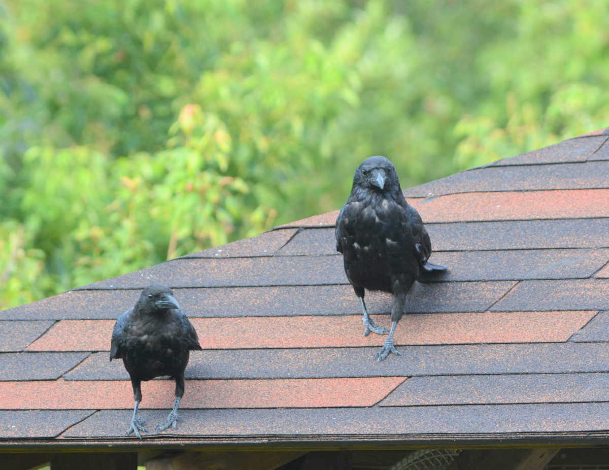 エサ台のカラス