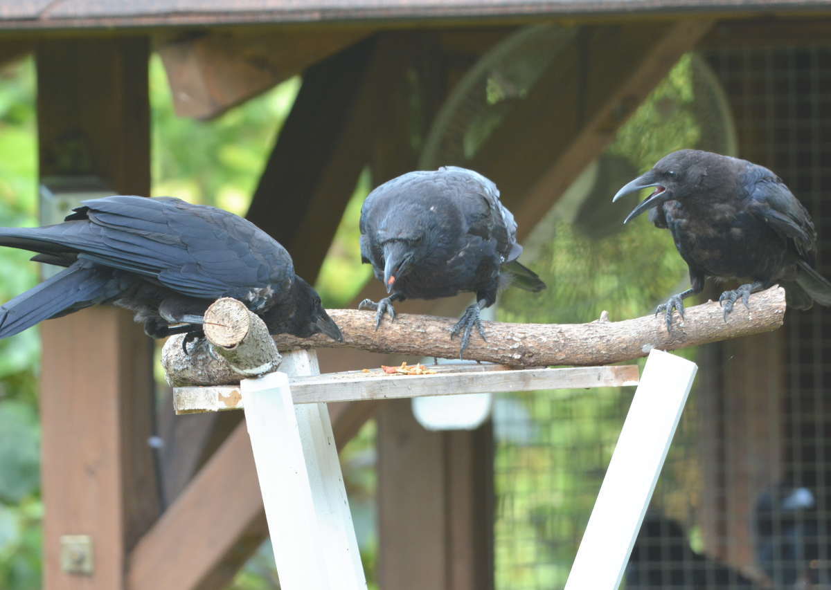 エサ台のカラス