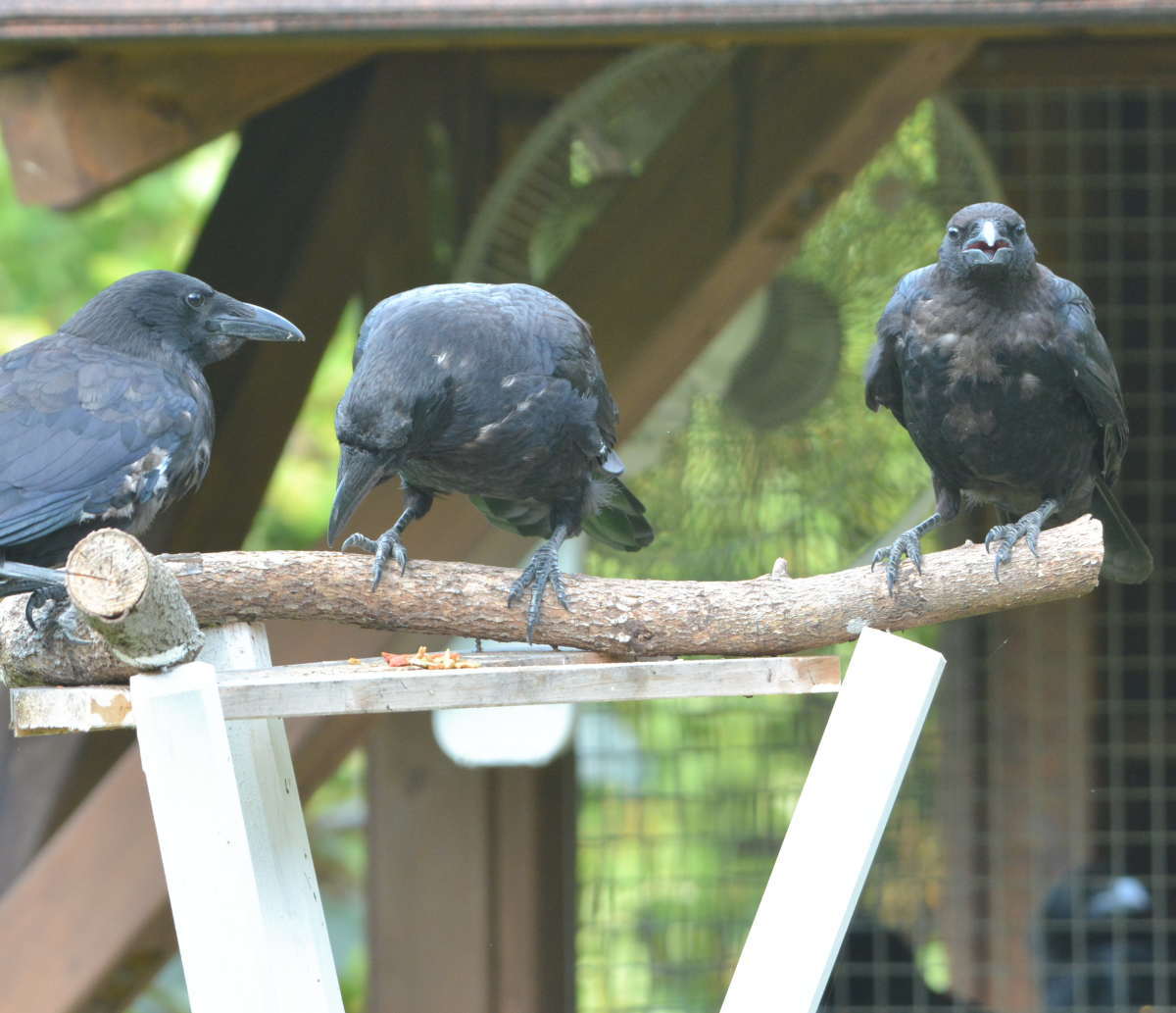 エサ台のカラス