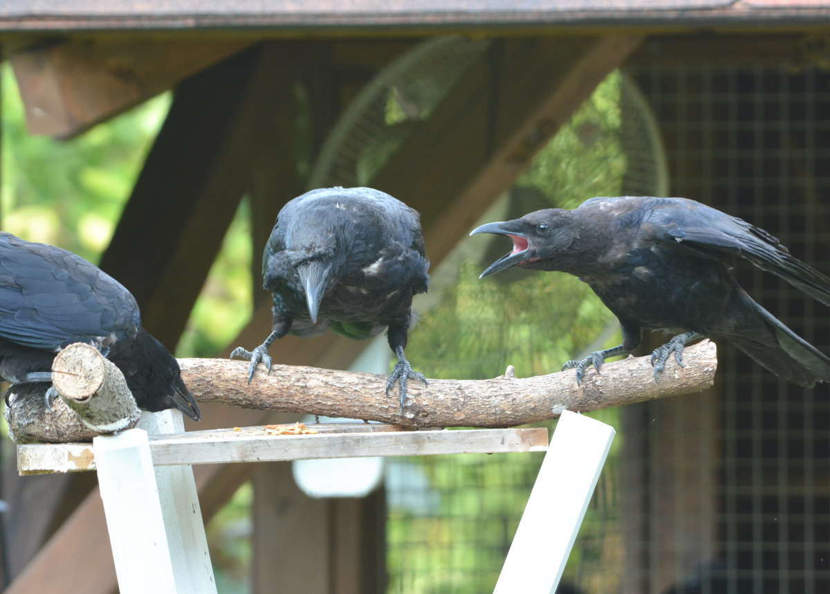 エサ台のカラス