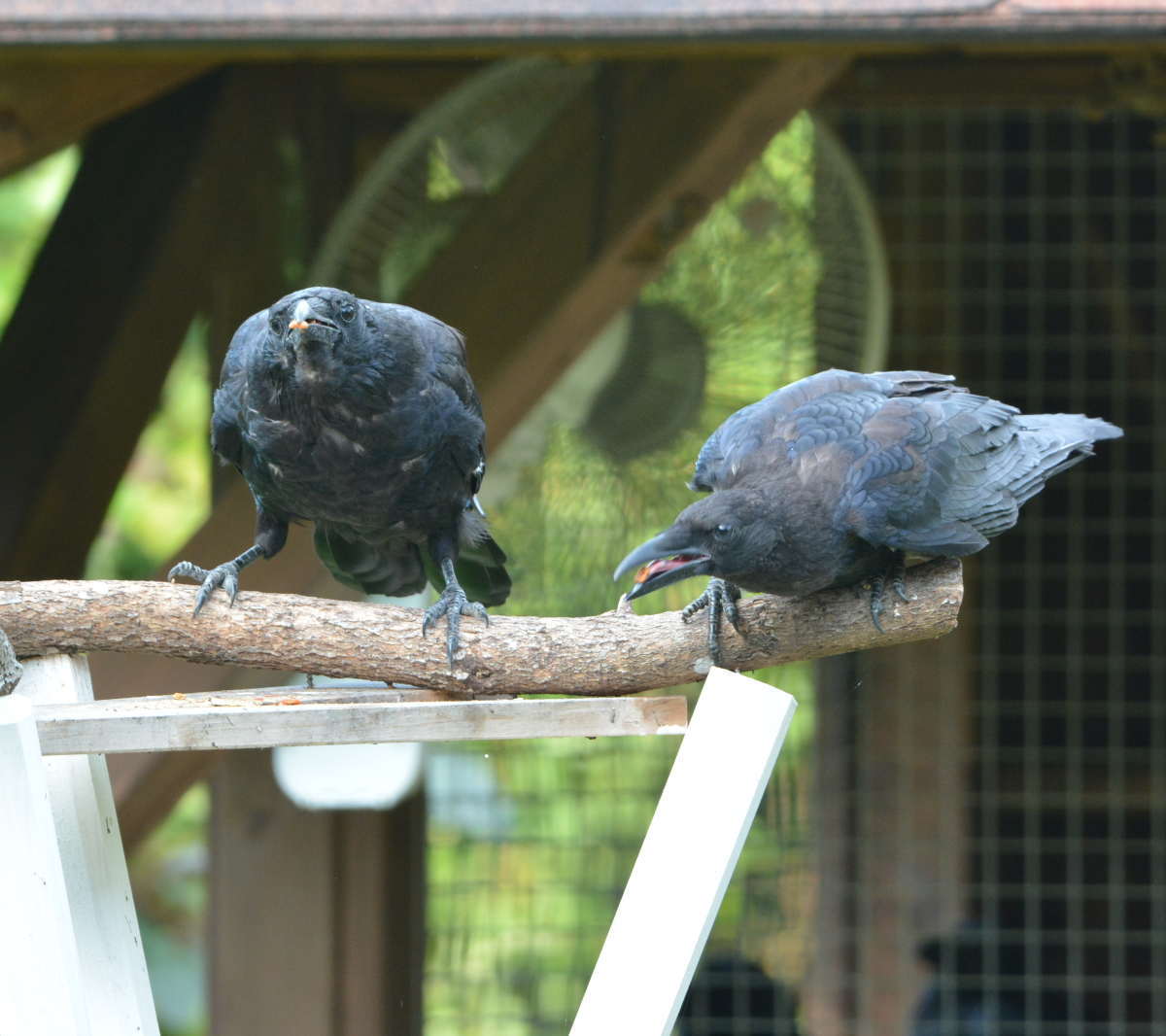 エサ台のカラス