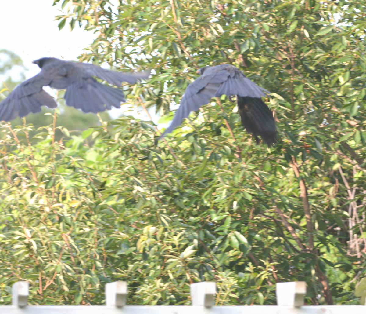 エサ台のカラス