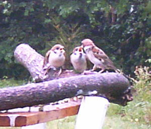 エサ台のスズメ