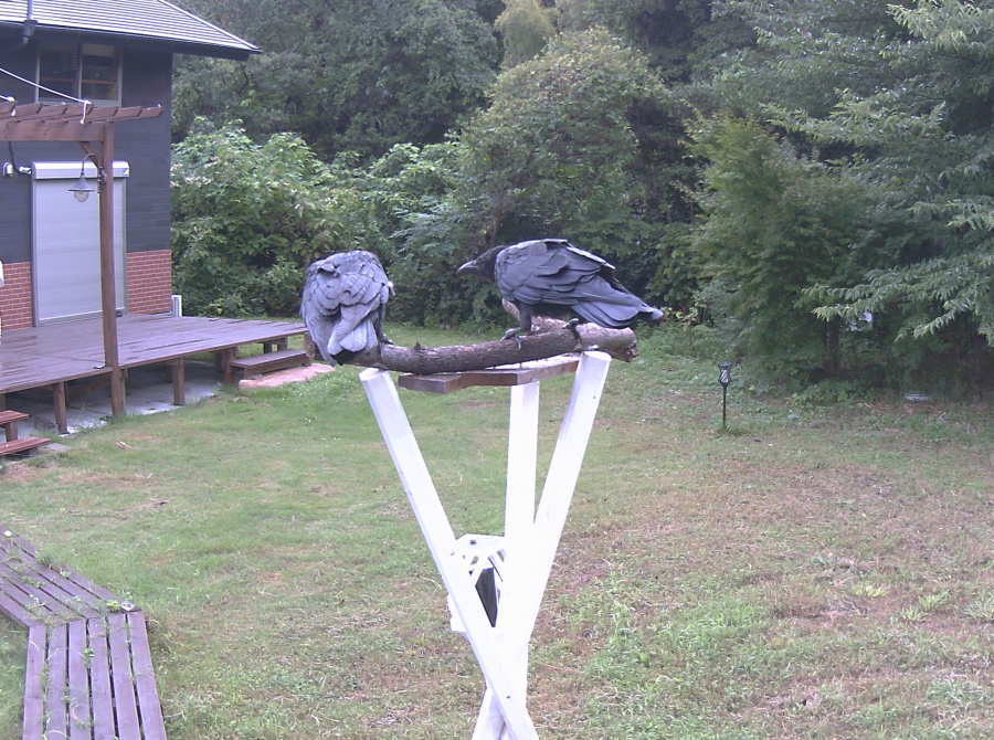 ハシボソの夫婦