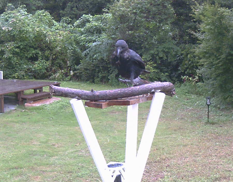 ハシボソの子ガラス