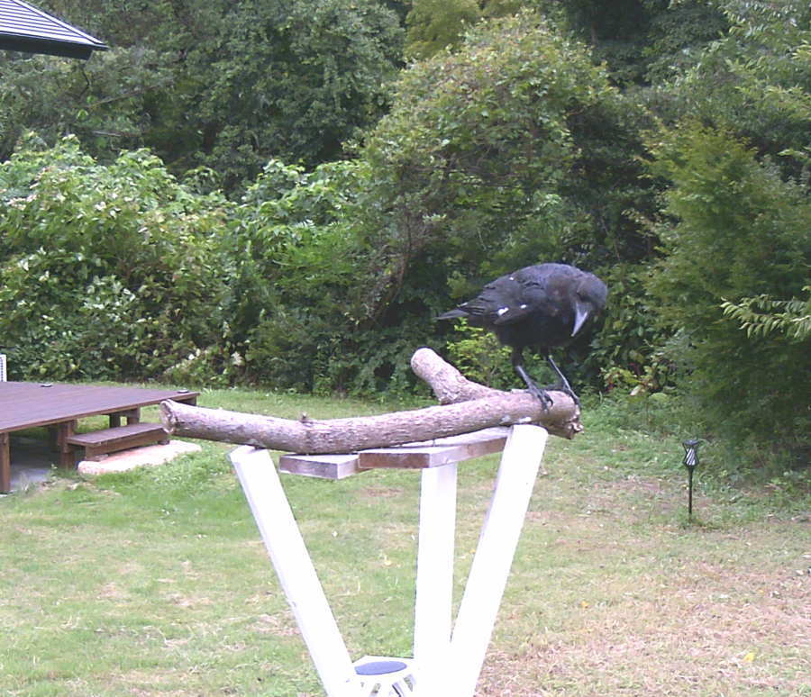 ハシボソの子ガラス