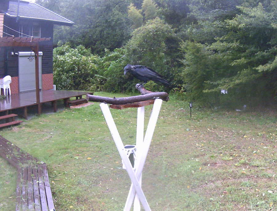 ハシボソの子ガラス