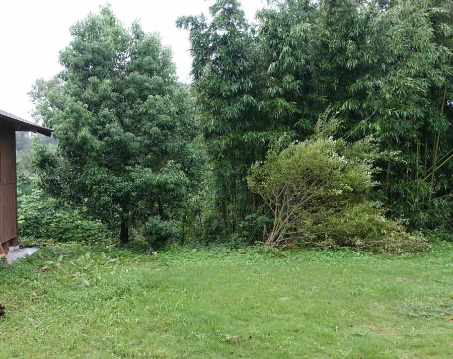 台風が過ぎた後の庭