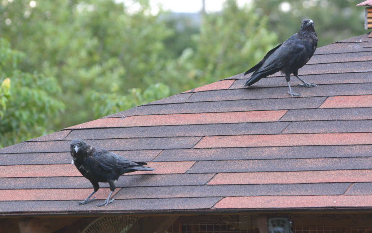 台風一過のカラス