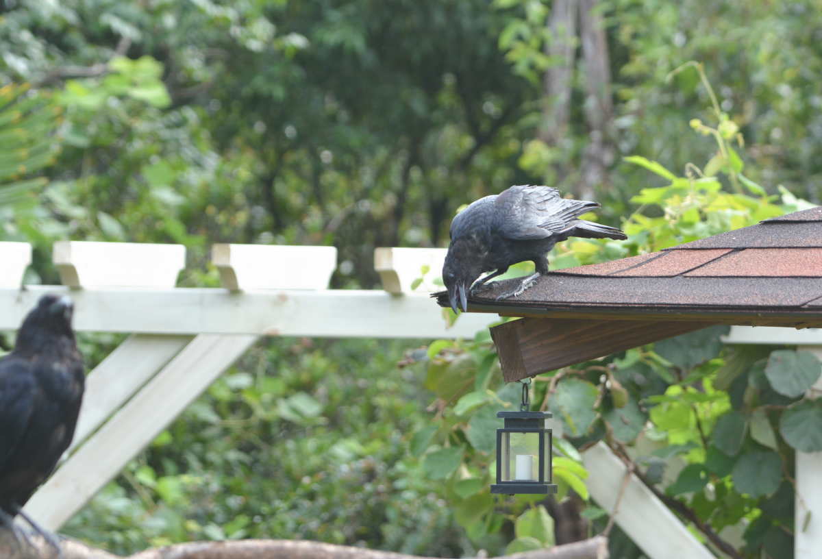 台風一過のカラス