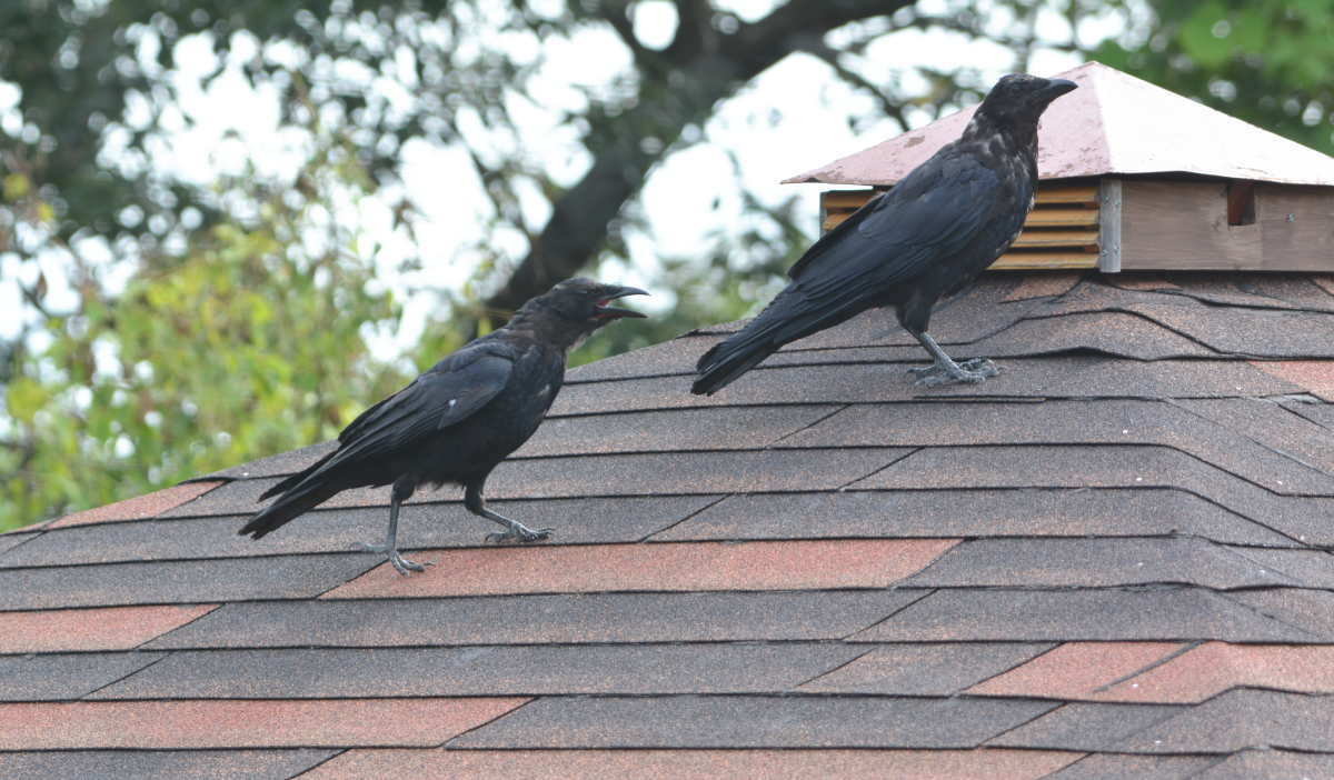 台風一過のカラス