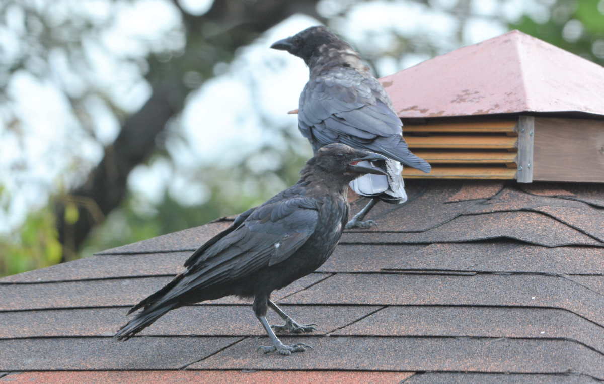 台風一過のカラス