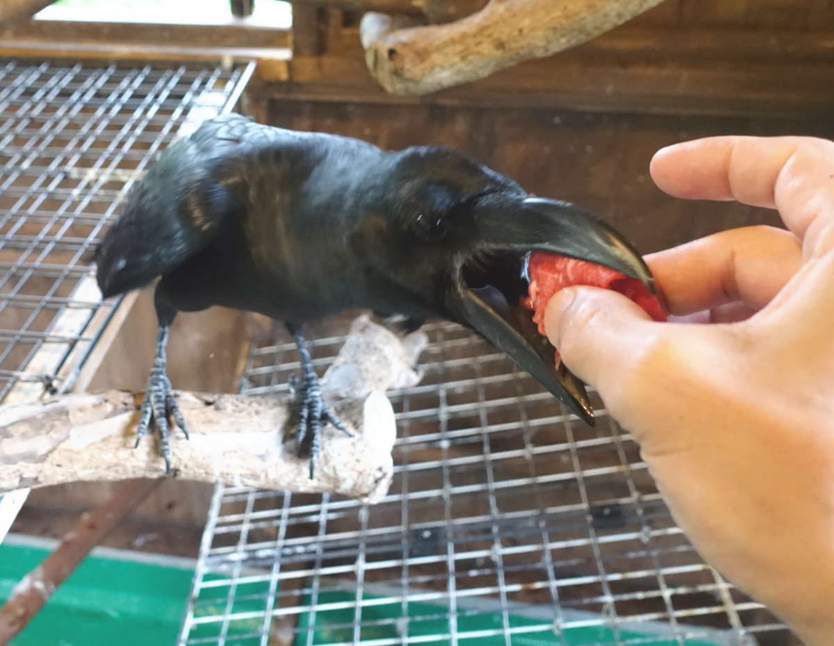 エサに食らいつくアディ