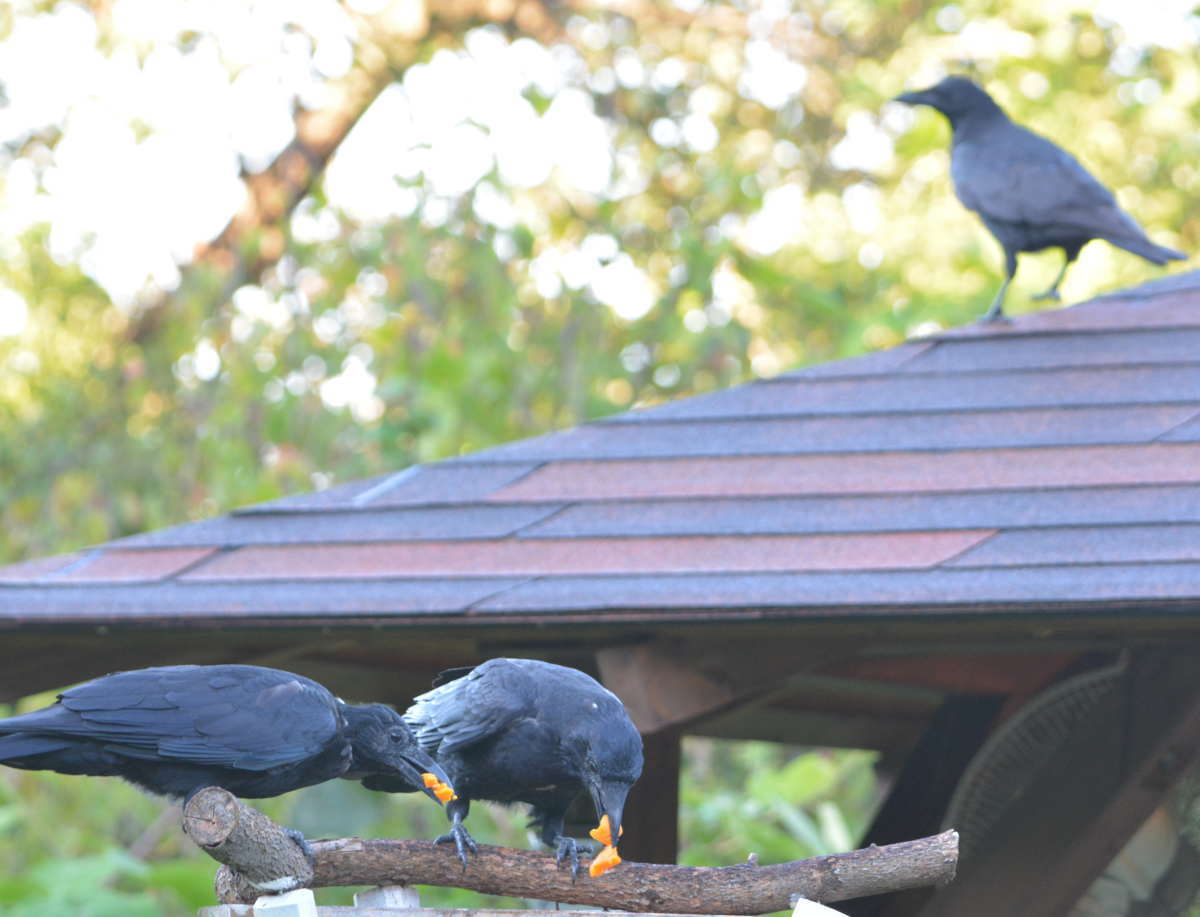 ハシボソの家族