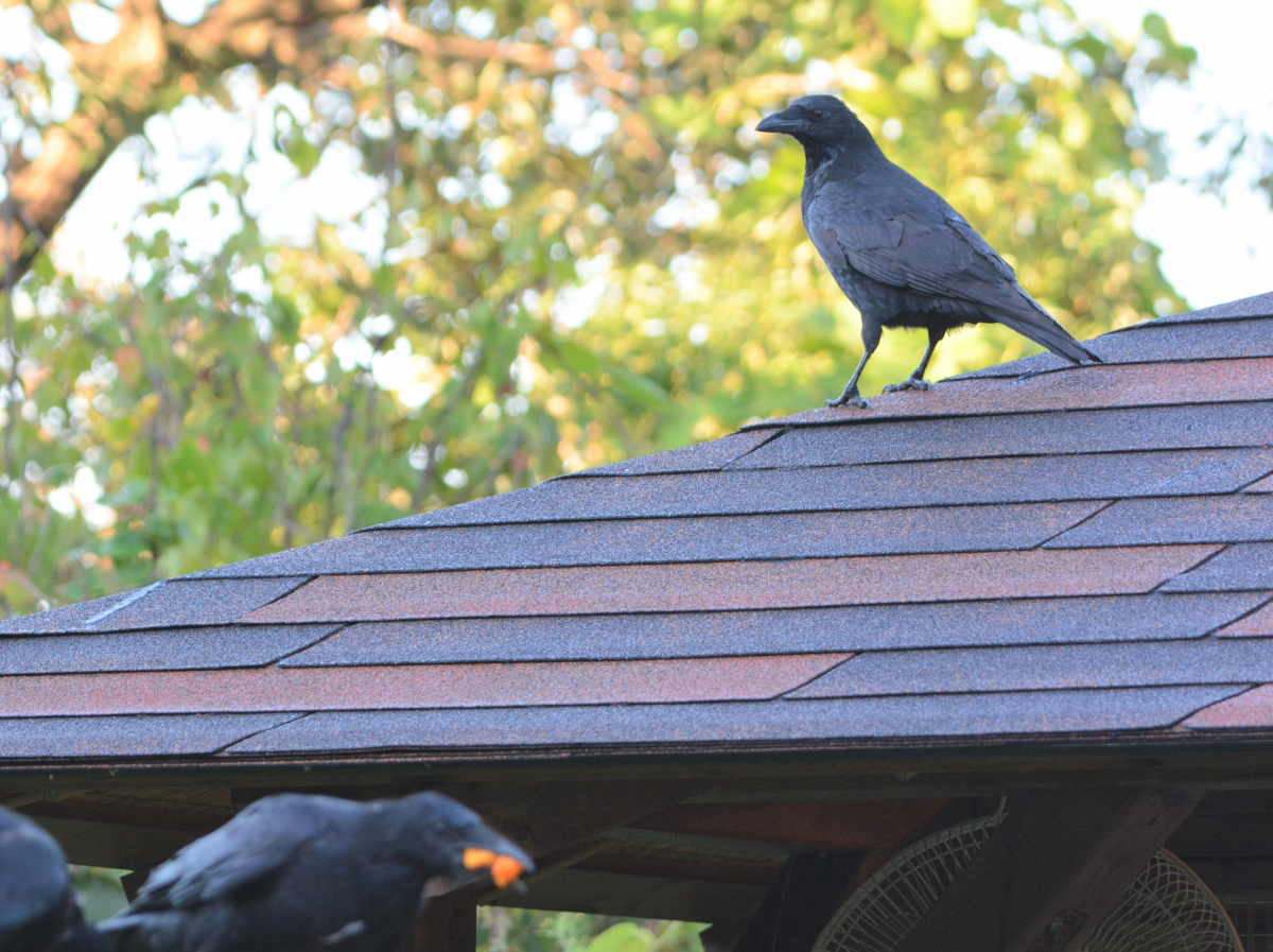 ハシボソの家族